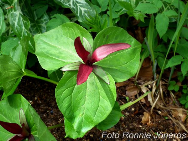 Trillium sessile